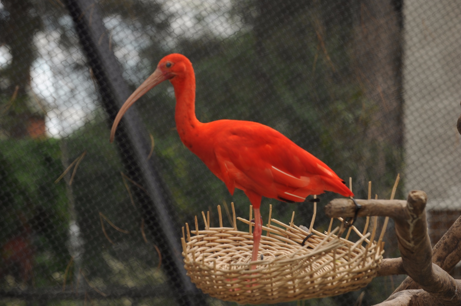 Orange Scarlet Ibis 49